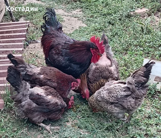 Катунски кокошки и петел 
