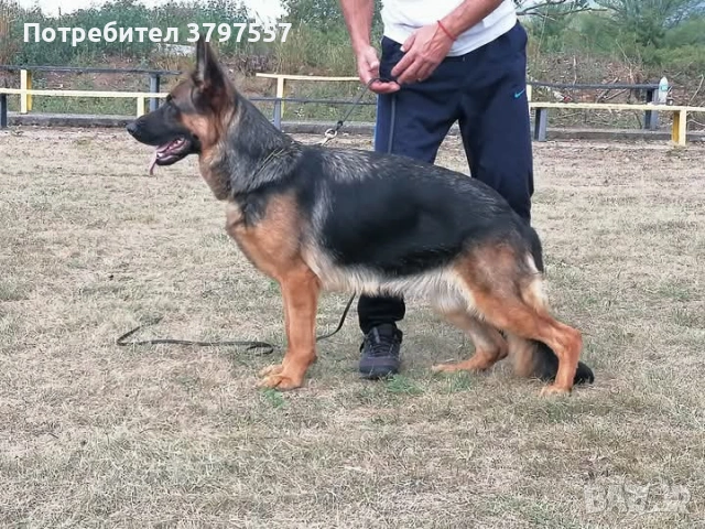 Р - к von Haus Evelin , снимка 4 - Немска овчарка - 54624861