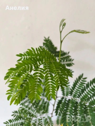 Акация тропическа Acacia leucaena! , снимка 4 - Стайни растения - 55105869