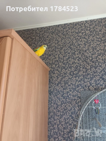 поен папагал млад. , снимка 7 - Папагали - 54165345