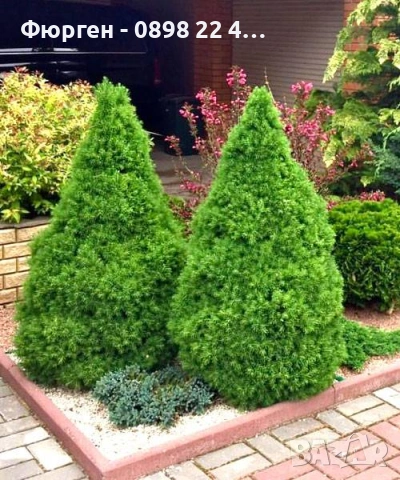 Мини Смърч Коника (Picea glauca 'Conica'), снимка 6 - Разсади - 55226383
