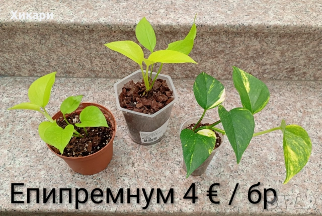 Епипремнум Неон / Филодендрон Бразил / Лудизия 