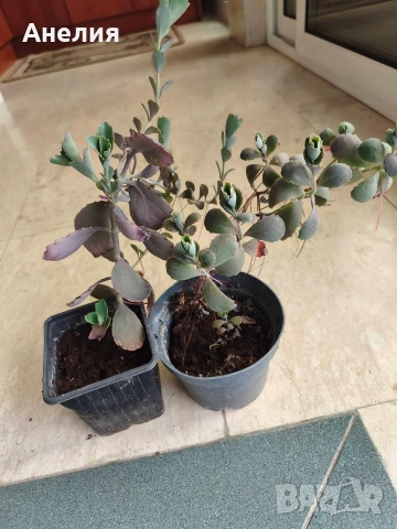 Каланхое Laxiflora със сивеещи листа, снимка 3 - Стайни растения - 54698057