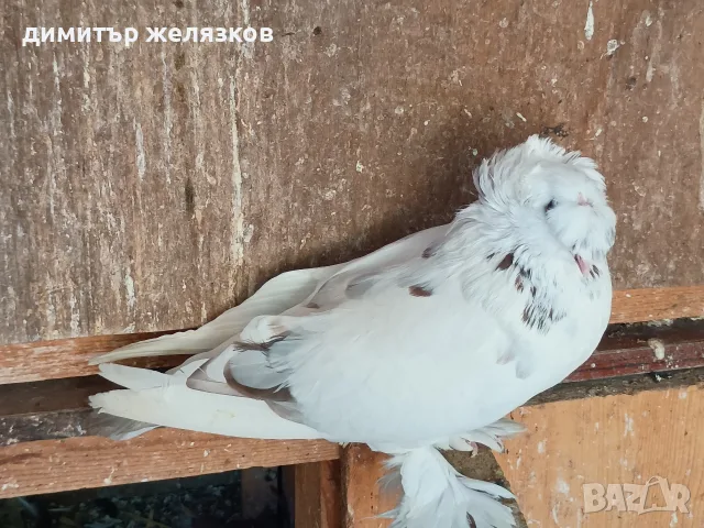 Гълъби демкежи топ качество , снимка 16 - Гълъби - 49071204