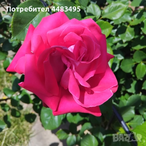 Млади насаждения розички , снимка 8 - Градински цветя и растения - 55268670