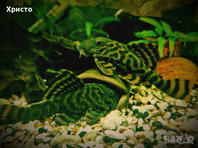 L 397 Pleco Alenquer Tiger ( Panaqolus sp.) 
