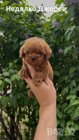 Той Пудел/Toy Poodle, снимка 4 - Пудели - 53826351