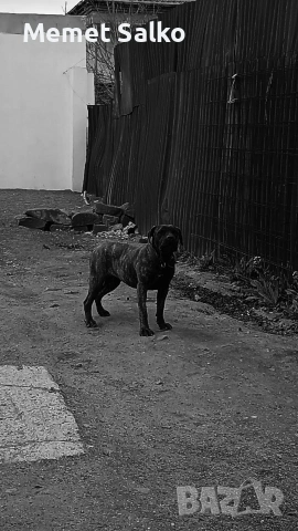 Pero De Presa Canario
