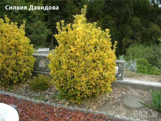 Евонимус/ Жълта крушка( зелено -жълт), снимка 7 - Градински цветя и растения - 55213281