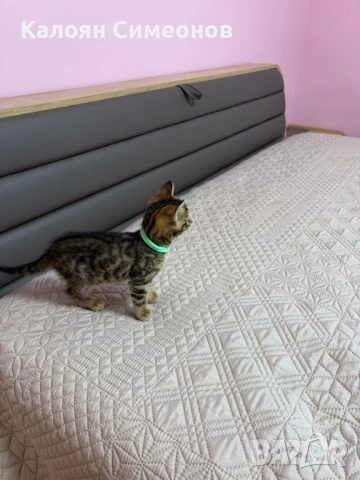 Бенгалски котета, снимка 2 - Бенгалски - 54357737