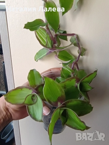 Традесканция, callisia soconuscensis Dragon Tail, снимка 2 - Стайни растения - 54773971