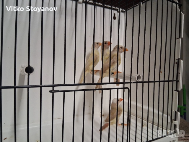 Амадини, снимка 7 - Амадини - 54583945