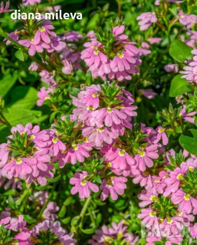 Скаевола - лилава, бяла и розова!!, снимка 4 - Градински цветя и растения - 54161547