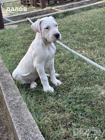 Дого Аржентино / Dogo argentino , снимка 8 - Дого аржентино - 55180416