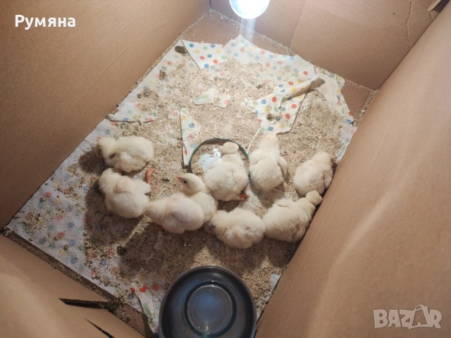 Пилета бройлери и кръстоска, снимка 2 - Кокошки и пуйки - 54319415