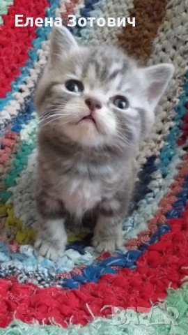 Шотландски котенца , снимка 9 - Други - 54288216