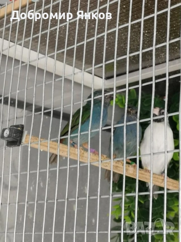 Продавам папагалови амадини форбс - 2бр. женски, снимка 2 - Амадини - 54730880