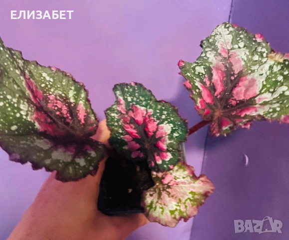 Begonia 