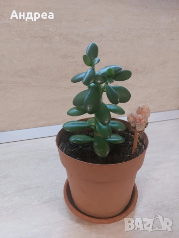 Сукуленти и кактуси в саксии – комплект декоративни растения, снимка 6 - Градински цветя и растения - 54093246