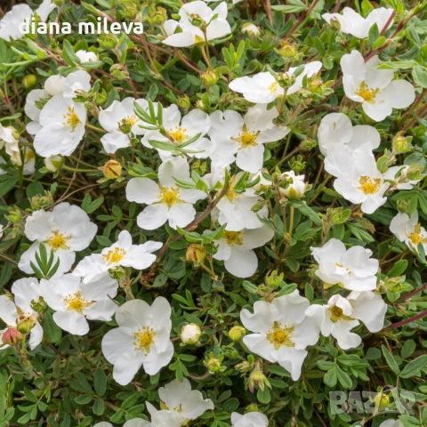 Потентила, Potentilla fruticosa 'Abbotswood', студоустойчива и многогодишна, снимка 2 - Градински цветя и растения - 54795658