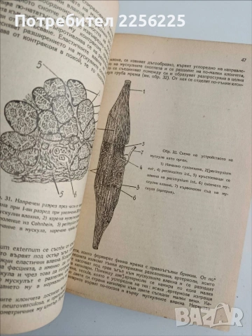 Анатомия на двигателния апарат на човека ( 1 и 2 част), снимка 6 - Специализирана литература - 54436147