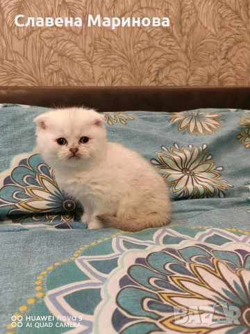Шотландски котки , сребърна чинчила, колорпойнт, дългокосместо шотландско коте , снимка 9 - Чинчили - 54590741