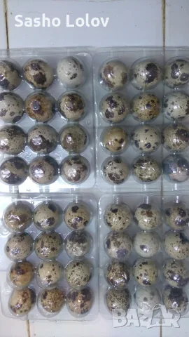  Пъдпъдъчи яйца за люпене, снимка 12 - Кокошки и пуйки - 55470196
