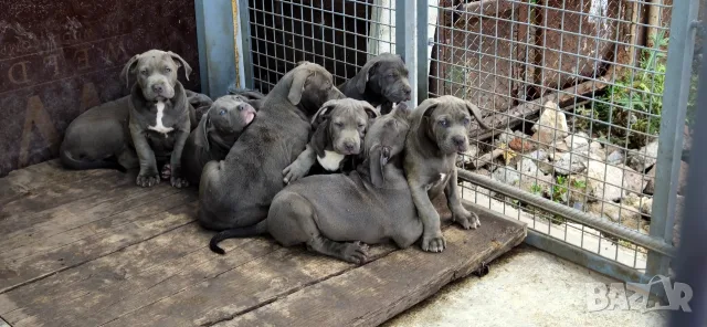 ТОП Американско були хл American bully xl ABKC, снимка 17 - Други - 55134203