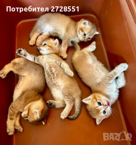 Британска късокосместа порода, 2 златисти котета, котка, домашни любимци, снимка 3 - Британска късокосместа - 55450451
