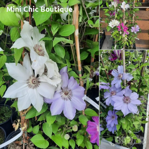 Кралски Клематис  (Clematis ) Микс (Едри цветове) – Готови за засаждане!Пазарджик с доставка до дома, снимка 7 - Градински цветя и растения - 54529026
