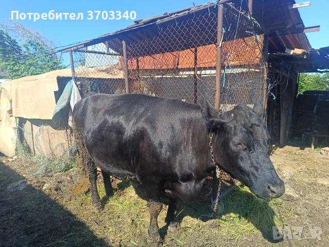 Продавам крава