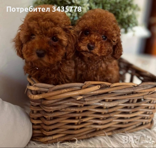пудел той мини/poodle toy/, снимка 2 - Пудели - 55242356