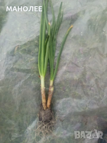 🧅🪴🧅Вечен лук - целогодишен🪴🧅🪴