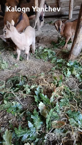 ПРОДАВАМ ЯПОНСКИ МИНИ КОЗИЧКИ, снимка 2 - Кози - 55574839