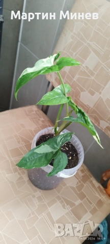 Сингониум (Syngonium) «Imperial White» , снимка 2 - Стайни растения - 54244010