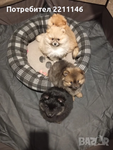 померанчета, снимка 5 - Померан - 53952195