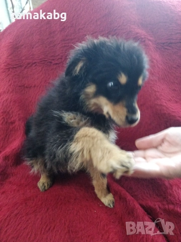 Малка безпомощна сладка душица, спасена от улицата и търси дом