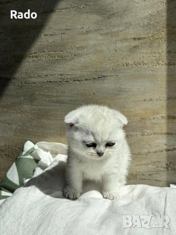 Клепоухи сребърни чинчили, снимка 15 - Чинчили - 54220677