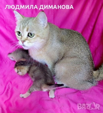 Шотландски златни чинчили мъжки , снимка 3 - Чинчили - 55197671