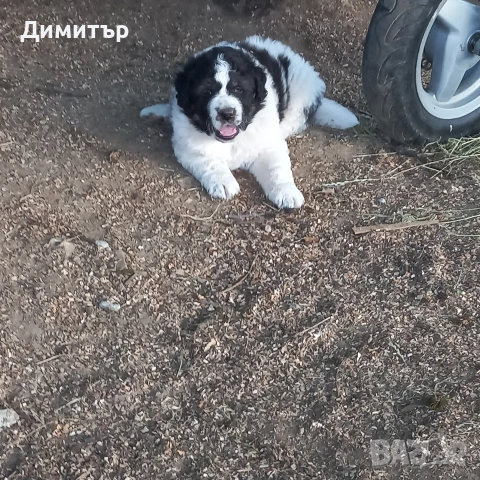 мъжко кутре, снимка 2 - Каракачанска овчарка - 55009794