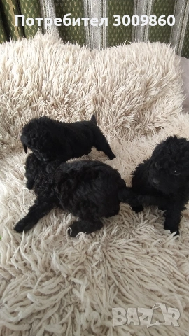 Той пудел , снимка 3 - Пудели - 53968650