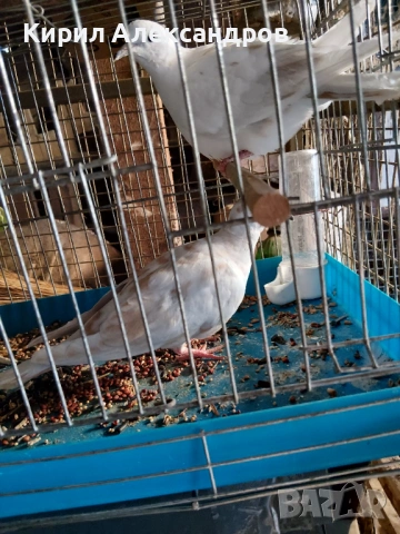 Продавам кускумрийки, снимка 8 - Гълъби - 54781817