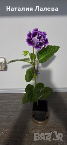 Каменно цвете, глоксиния, Gloxinia, снимка 2 - Стайни растения - 54774031