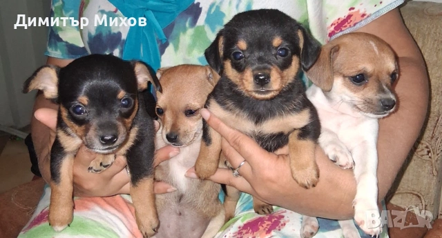 Продавам малки пинчери, снимка 3 - Пинчер - 55249863