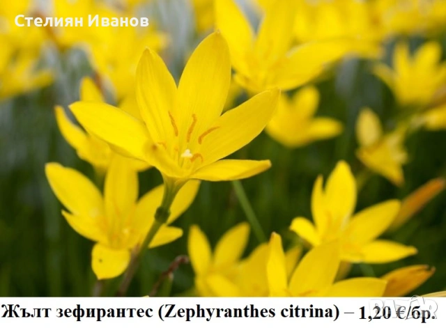 Жълт зефирантес (Zephyranthes citrina) – луковички, снимка 2 - Сортови семена и луковици - 53656156
