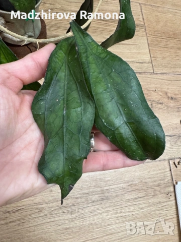 Hoya Хоя Clemensiorum Epc 446
