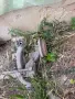 цял оборудван заден мост  за peugeot 206 partner 1.4 hdi 67кс - цена 140 евро  с дискове главини и к, снимка 3