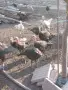 мъжки пуйчета / мисирчета., снимка 2