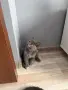 Британски късокосмести, снимка 2