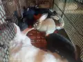 Зайци домашни различни видове, снимка 2